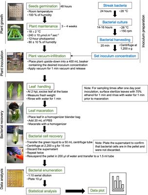 A Simple Assay to Assess Salmonella enterica Persistence in Lettuce Leaves After Low Inoculation Dose